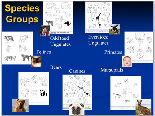 Species Groups